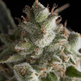 Fresh Candy (Pyramid Seeds) feminiserade