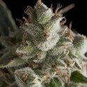 Fresh Candy (Pyramid Seeds) Feminiserade