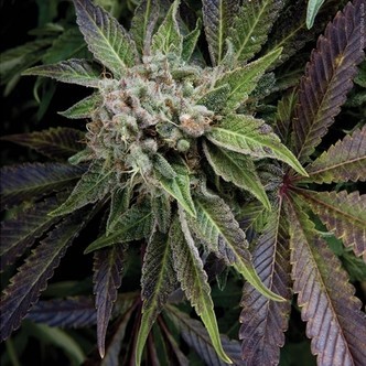 Auto Blue Pyramid (Pyramid Seeds) feminiserade