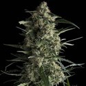 Galaxy (Pyramid Seeds) Feminiserade