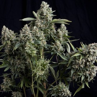 Tutankhamon (Pyramid Seeds) Feminiserade