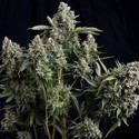 Tutankhamon (Pyramid Seeds) Feminiserade