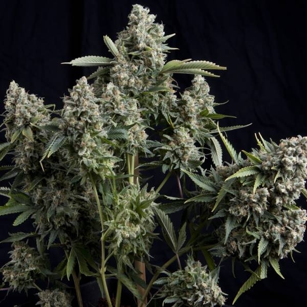Tutankhamon (Pyramid Seeds) Feminiserade