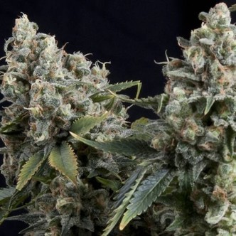 Auto Tutankhamon (Pyramid Seeds) feminiserade cannabisfr&ouml;n