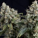Auto Tutankhamon (Pyramid Seeds) Feminiserade
