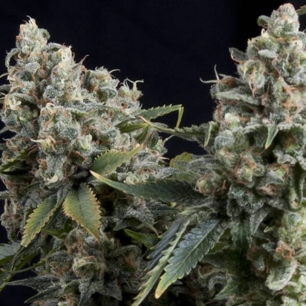 Auto Tutankhamon (Pyramid Seeds) Feminiserade