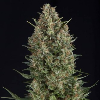 Wembley (Pyramid Seeds) feminiserade cannabisfr&ouml;n