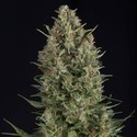 Wembley (Pyramid Seeds) Feminiserade