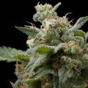 Super Hash (Pyramid Seeds) Feminiserade