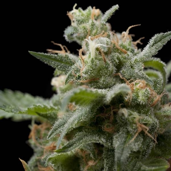 Super Hash (Pyramid Seeds) Feminiserade