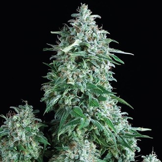Anubis (Pyramid Seeds) Feminiserade