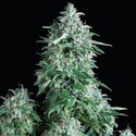 Anubis (Pyramid Seeds) Feminiserade