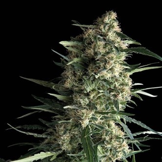 Auto Galaxy (Pyramid Seeds) feminiserade
