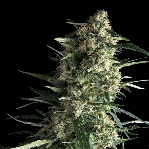Auto Galaxy (Pyramid Seeds) Feminiserade