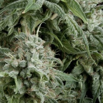 Auto Northern Lights (Pyramid Seeds) Feminiserade