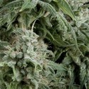 Auto Northern Lights (Pyramid Seeds) Feminiserade