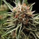 Auto Shark (Pyramid Seeds) Feminiserade