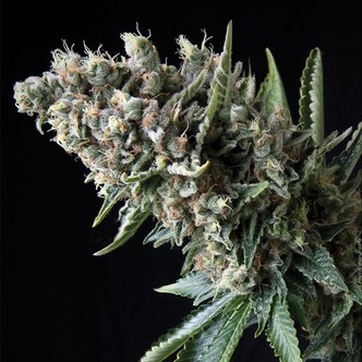 Auto Nefertiti (Pyramid Seeds) feminiserade