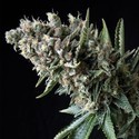 Auto Nefertiti (Pyramid Seeds) Feminiserade