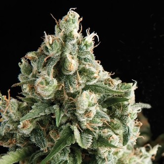 Auto Lennon (Pyramid Seeds) feminiserade cannabisfr&ouml;n