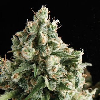 Auto Lennon (Pyramid Seeds) Feminiserade
