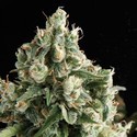Auto Lennon (Pyramid Seeds) Feminiserade