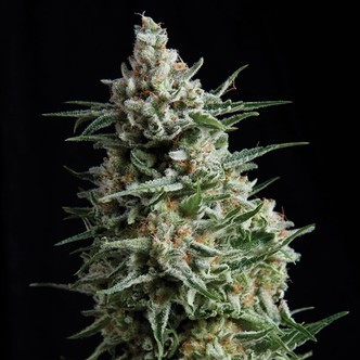 Auto Anesthesia (Pyramid Seeds) feminiserade
