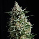 Auto Anesthesia (Pyramid Seeds) Feminiserade