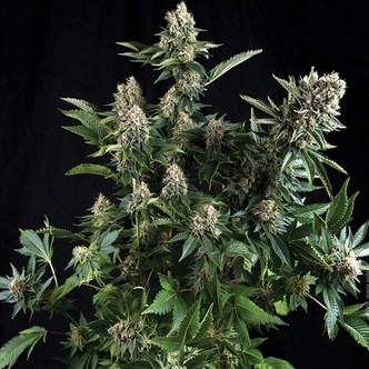 Auto White Widow (Pyramid Seeds) feminiserade