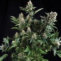 Auto White Widow (Pyramid Seeds) Feminiserade