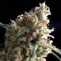 Auto Super Hash (Pyramid Seeds) Feminiserade