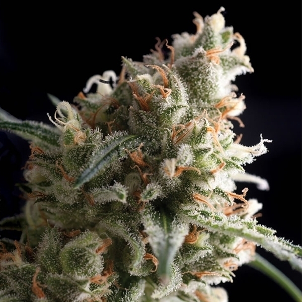 Auto Super Hash (Pyramid Seeds) Feminiserade