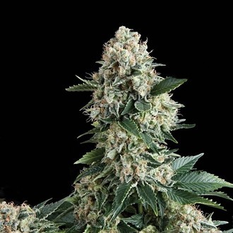 Auto New York City (Pyramid Seeds) Feminiserade