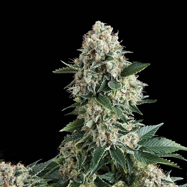 Auto New York City (Pyramid Seeds) Feminiserade