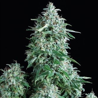 Auto Anubis (Pyramid Seeds) feminiserade cannabisfr&ouml;n