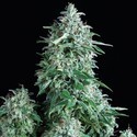 Auto Anubis (Pyramid Seeds) Feminiserade