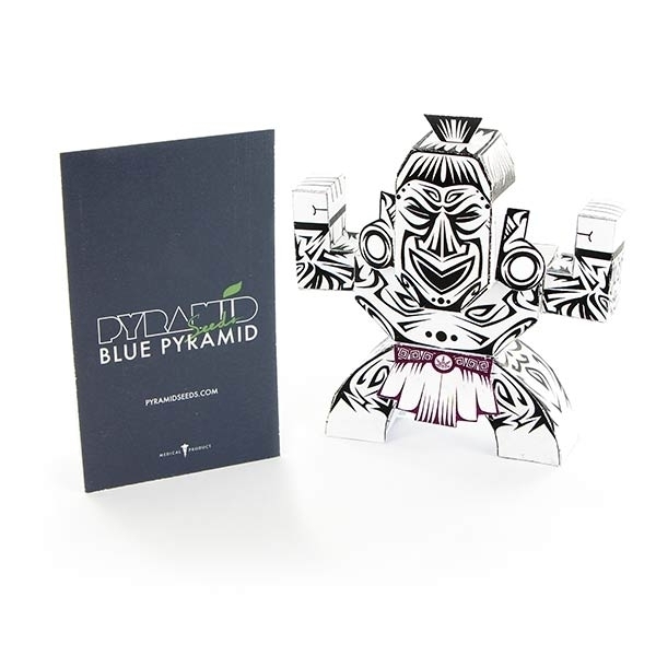 Blue Pyramid (Pyramid Seeds) Feminiserade