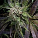 Blue Pyramid (Pyramid Seeds) Feminiserade