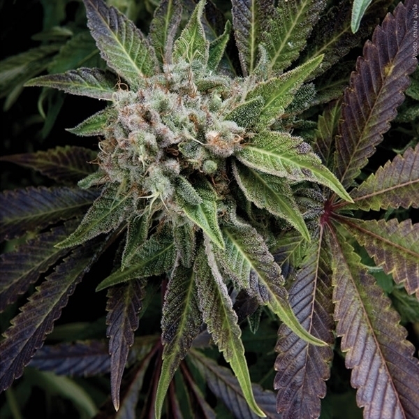 Blue Pyramid (Pyramid Seeds) Feminiserade