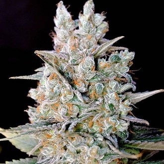Kritikal Bilbo Auto (Genehtik Seeds) Feminiserade