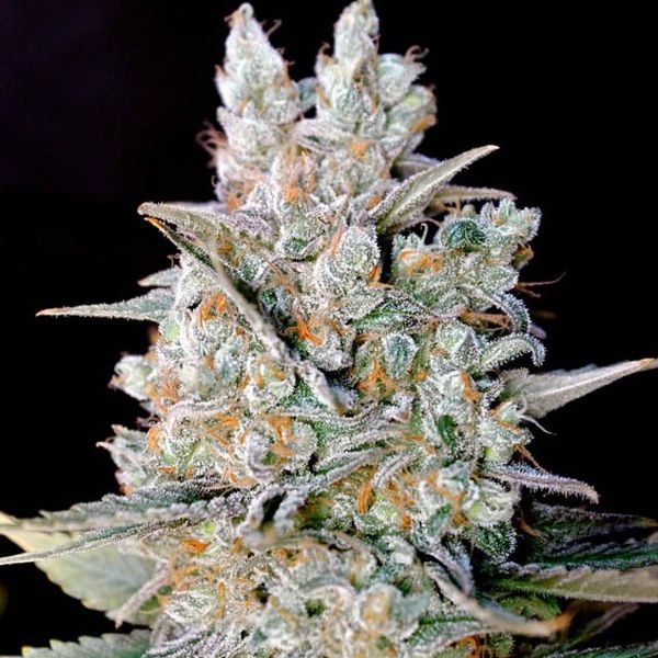 Kritikal Bilbo Auto (Genehtik Seeds) Feminiserade