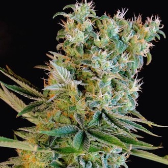 Amnesia Bilbo (Genehtik Seeds) Feminiserade