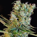 Amnesia Bilbo (Genehtik Seeds) Feminiserade