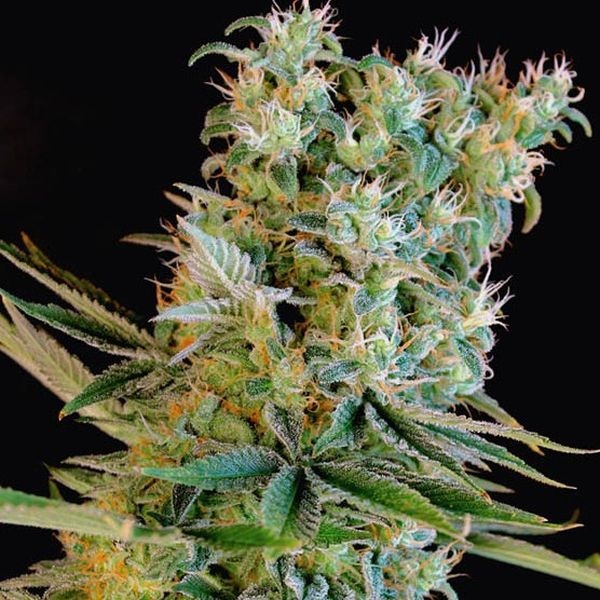 Amnesia Bilbo (Genehtik Seeds) Feminiserade