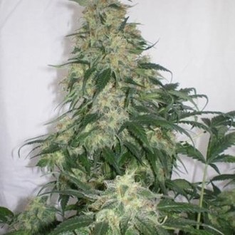 Amnesia Bilbo (Genehtik Seeds) Feminiserade