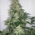 Amnesia Bilbo (Genehtik Seeds) Feminiserade