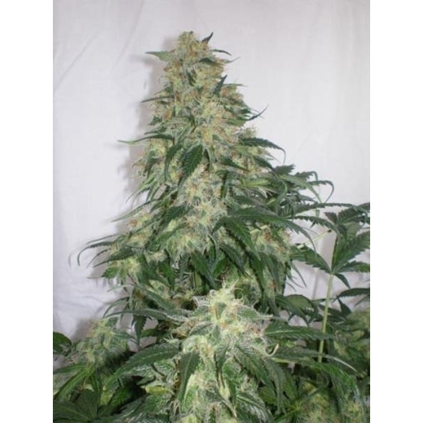 Amnesia Bilbo (Genehtik Seeds) Feminiserade