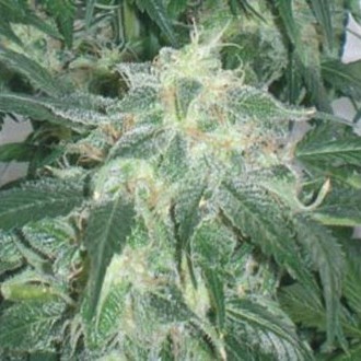 Amnesia Bilbo (Genehtik Seeds) Feminiserade