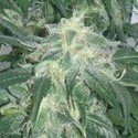 Amnesia Bilbo (Genehtik Seeds) Feminiserade