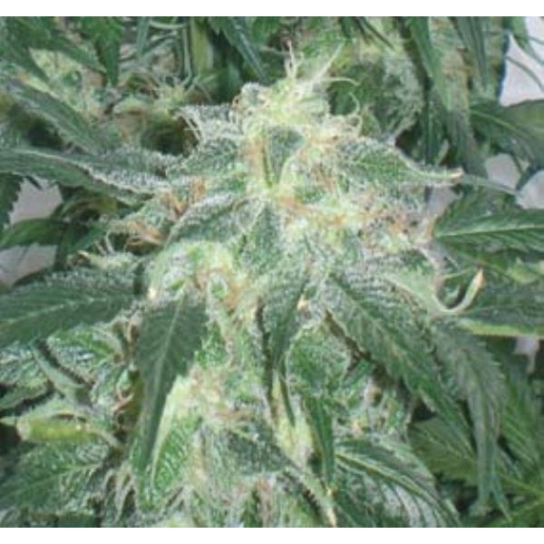 Amnesia Bilbo (Genehtik Seeds) Feminiserade